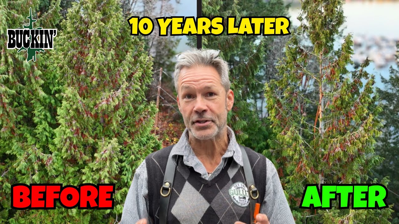 ТЕПЕРЬ МЫ ЗНАЕМ! Я лазил по этим деревьям 10 лет назад.