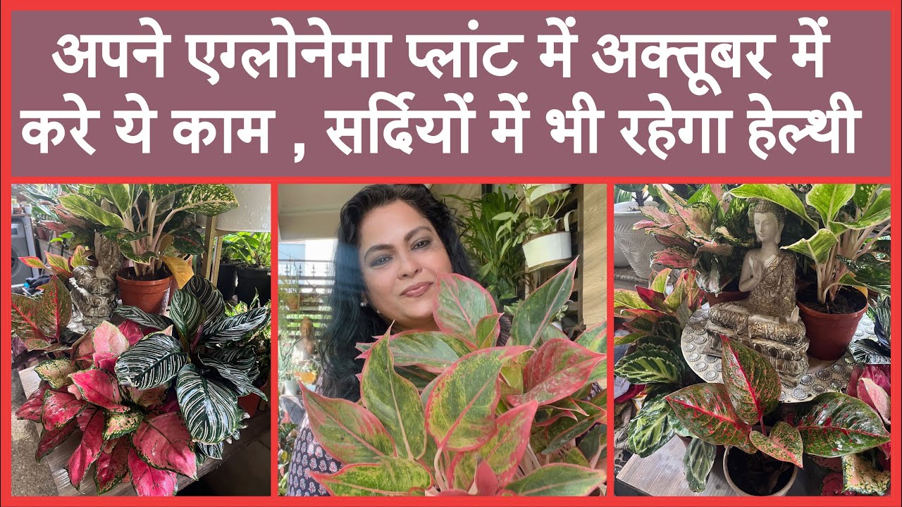 Aglaonema pre winter care॥prepare Aglaonema plants for winters॥अक्तूबर में अग्लोनेमा में करे ये काम