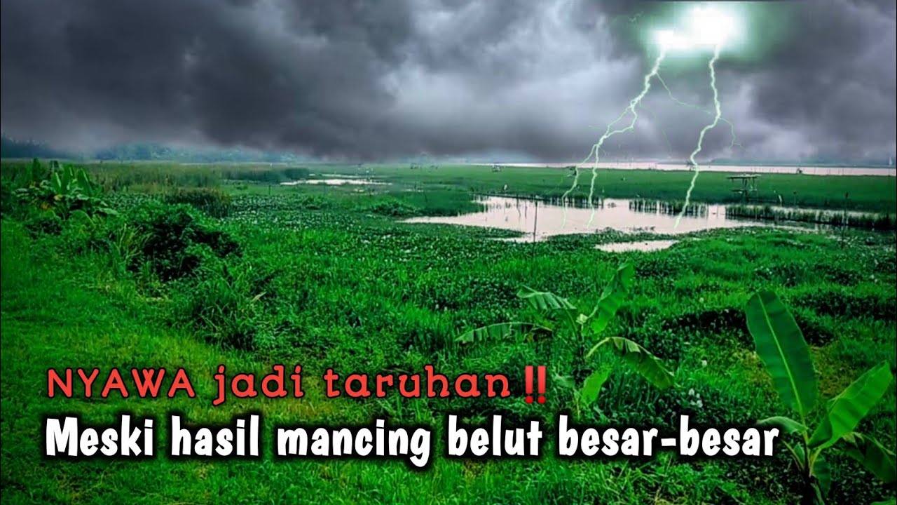 INI YANG TERJADI‼️JIKA NEKAT MANCING BELUT DI RAWA SAAT HUJAN