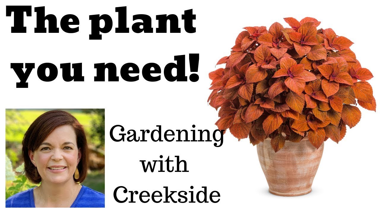 Plant Highlight: Coleus