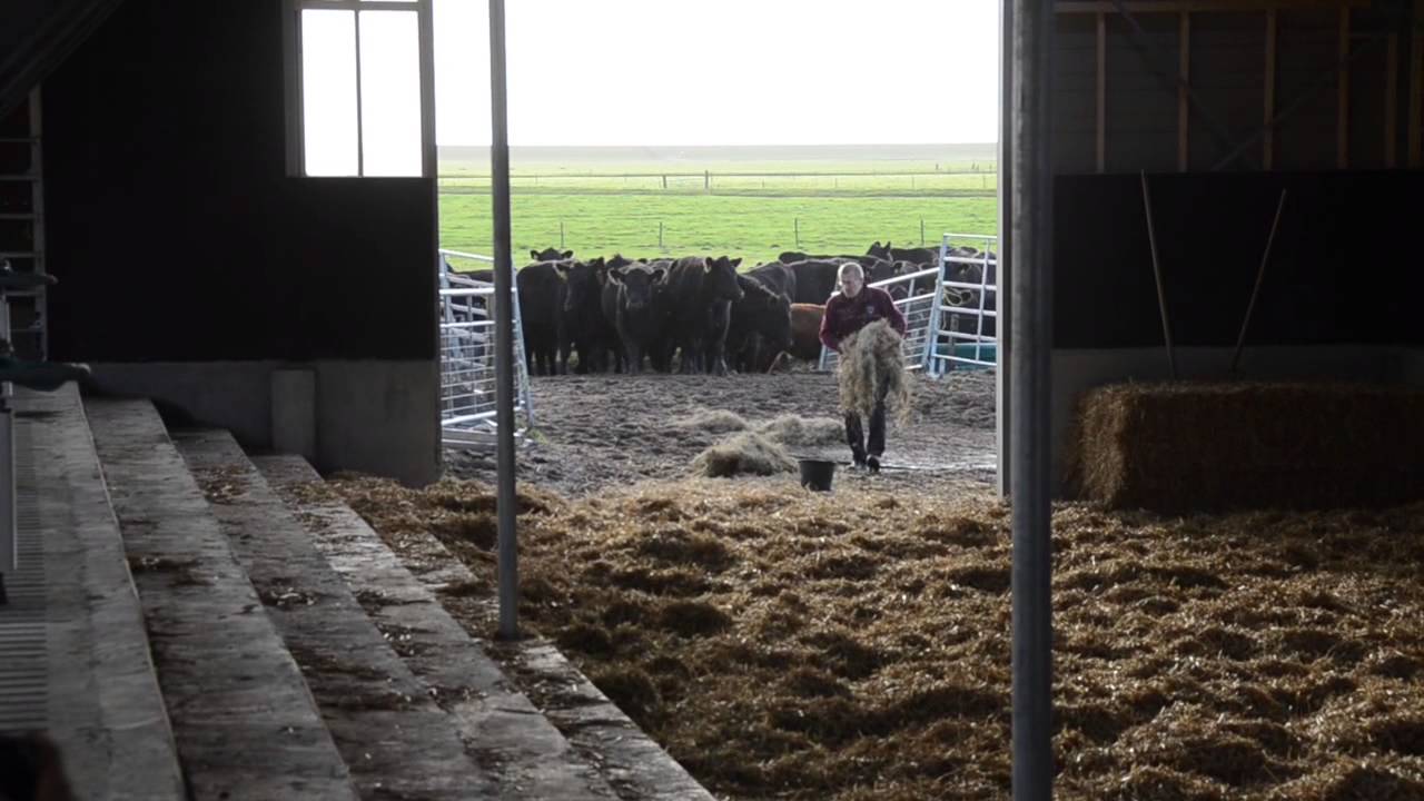 BoerderijSpanjer.nl - Onze koeien op weg naar hun nieuwe 'huis'! :)