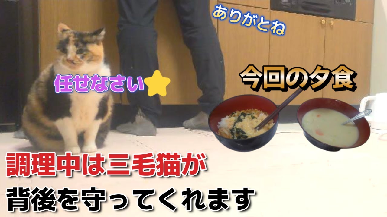 ～燃焼飯とシチュー～　調理中は背後を守ってくれる仁義に篤い三毛猫　#voiceroid  #男の料理