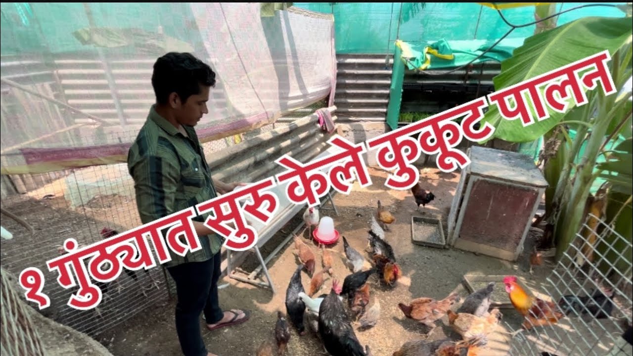 १ गुंठ्यात भिवंडी च्या राहुल ने सुरु केले ओरिजिनल गावरान कुकूट पालन / कोंबडी पालन / kukut palan /