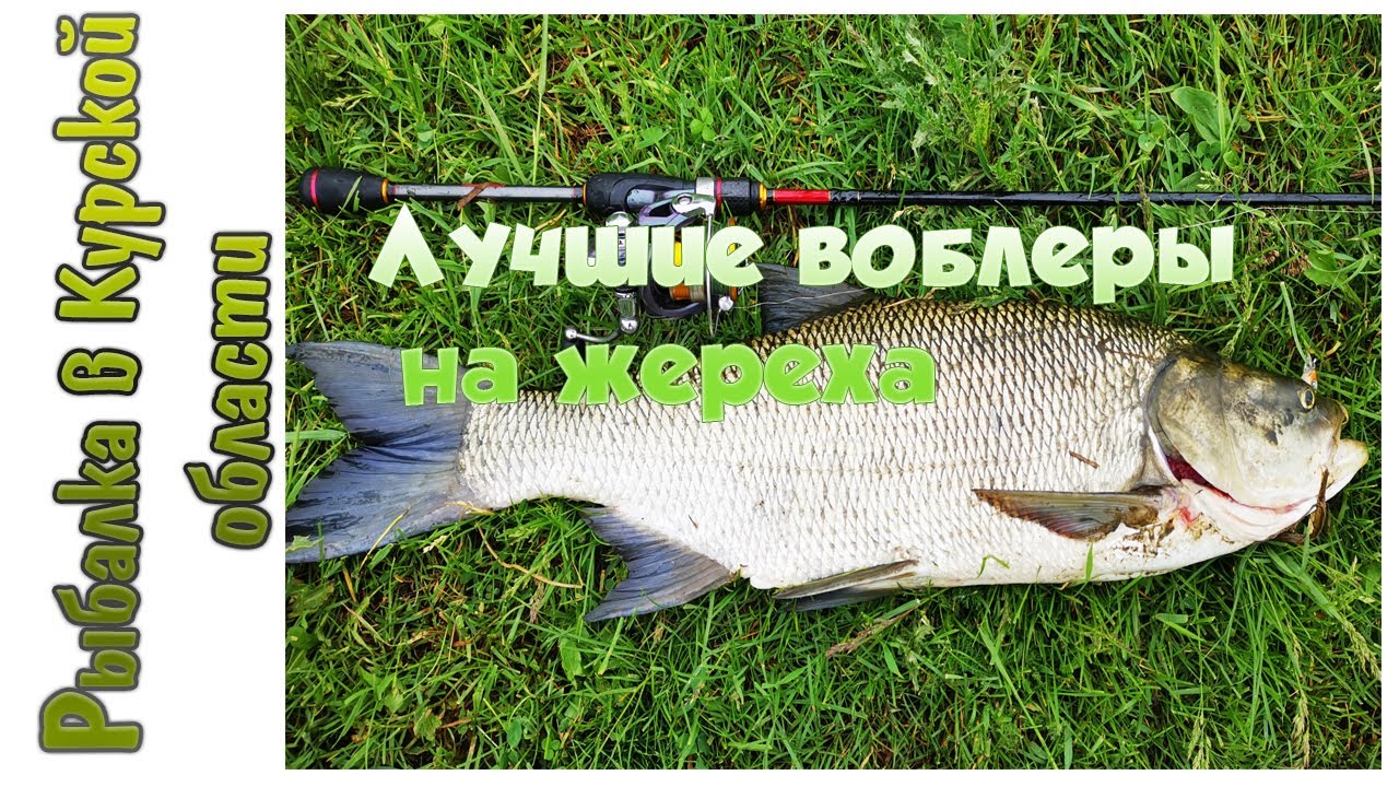 Лучшие воблеры на жереха. Топ 2021 года и поклевки трофеев