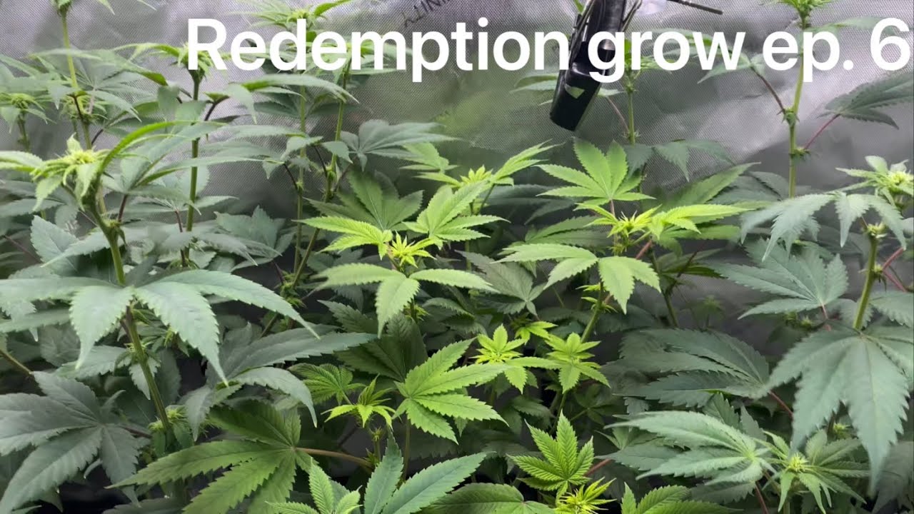 Growing photoperiod cannabis with Grow Dots and Blumats! Week 2 flower!