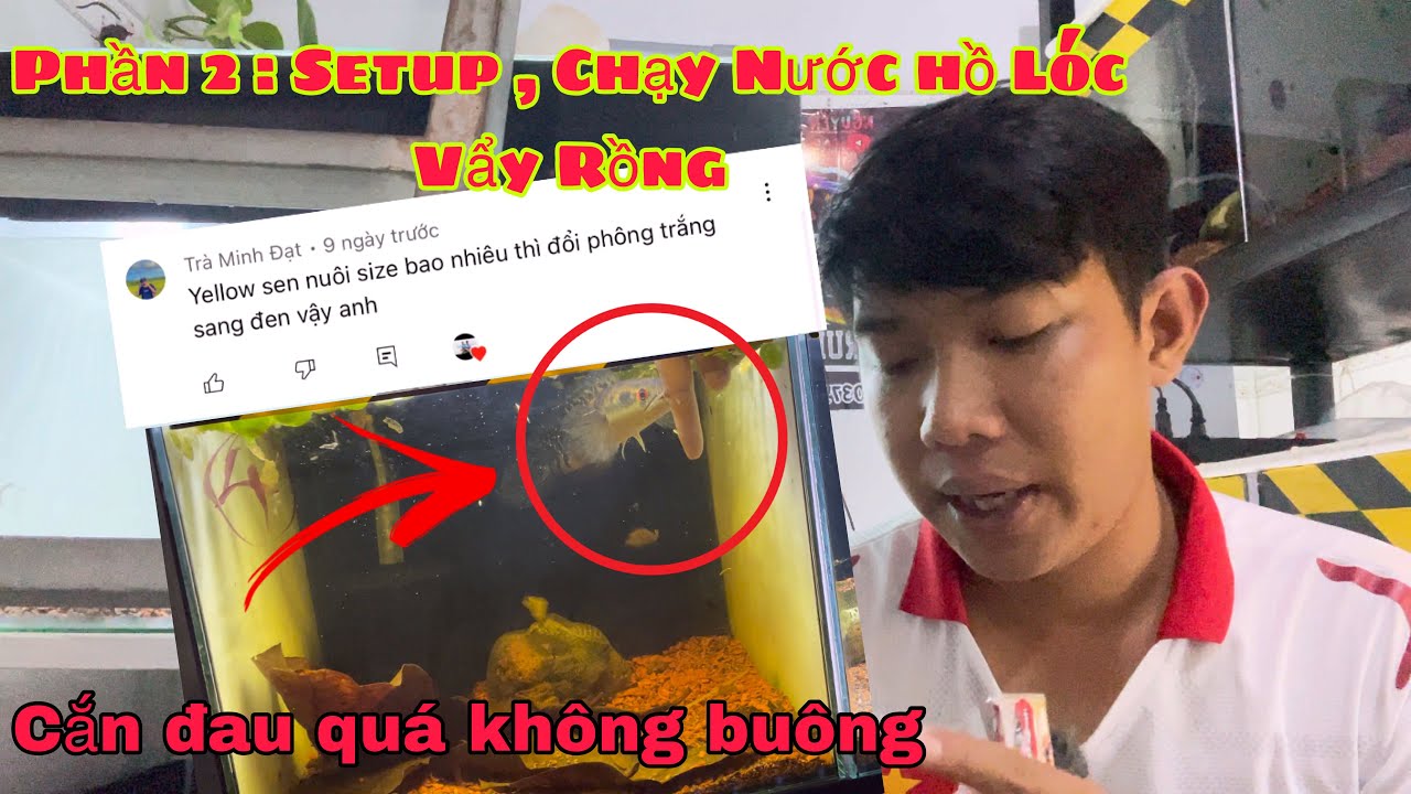 Đạt Thích Lóc : Những điều cần biết về lóc Phần 2 - Setup , Chạy Nước Cho Lóc Mới Về