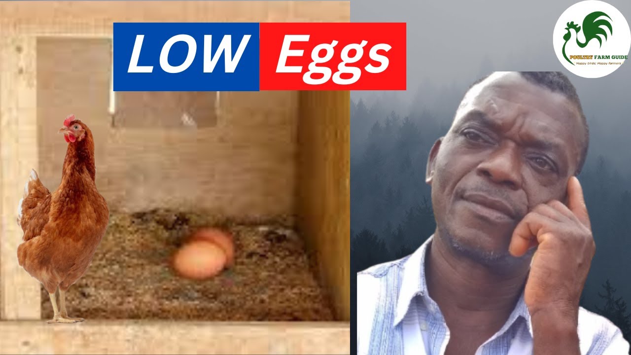 7 Reasons Your Chickens Stopped Laying Eggs: Here is How to Fix it.