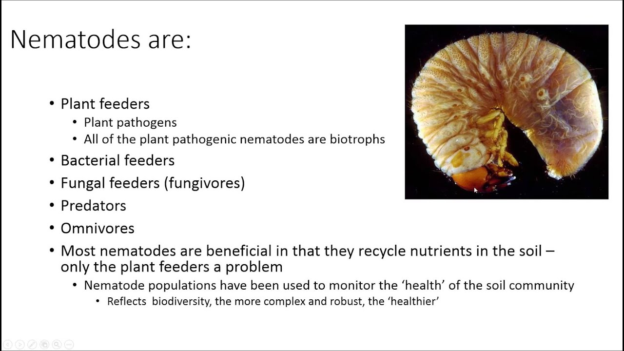 Webinar: Pine Wilt Nematode, Biology and Control