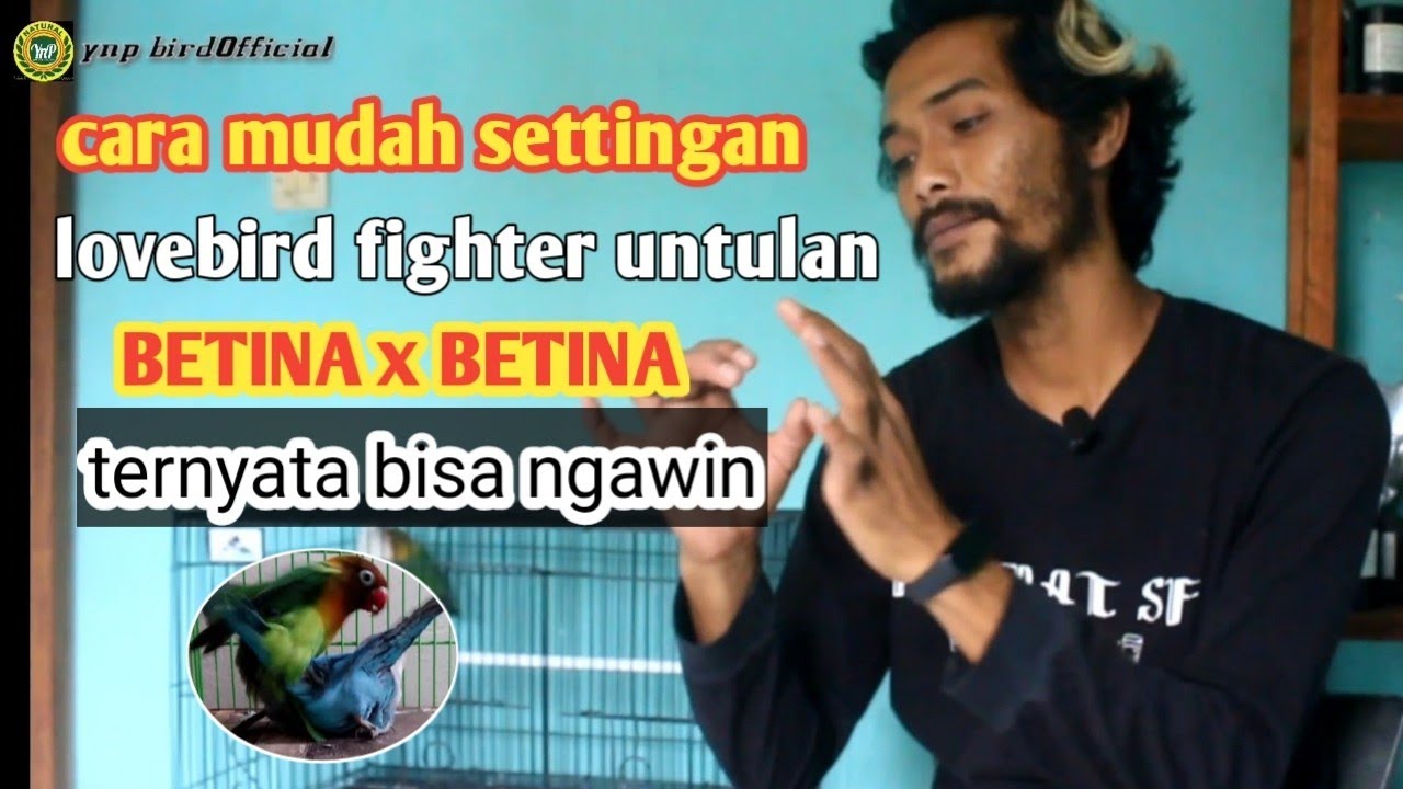 Tips Perawatan mudah LOVEBIRD FIGHTER UNTULAN BETINA DAN BETINA