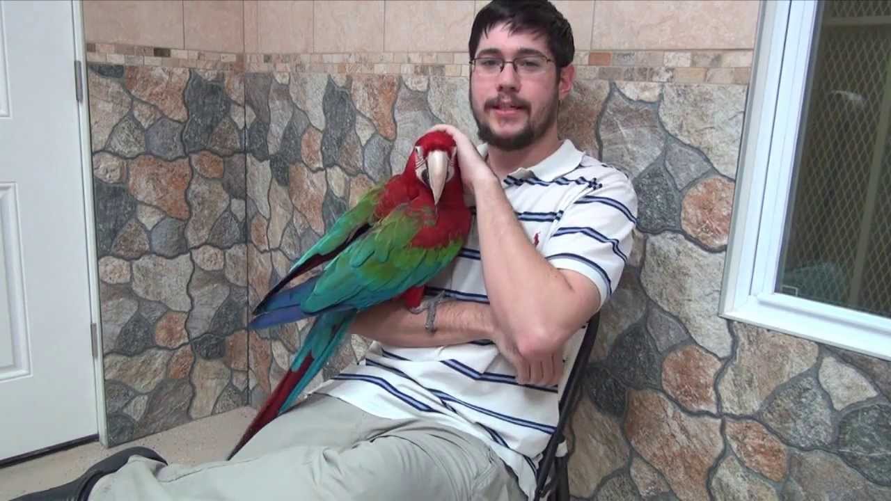 Santina Green Winged Macaw - 4 weeks with me