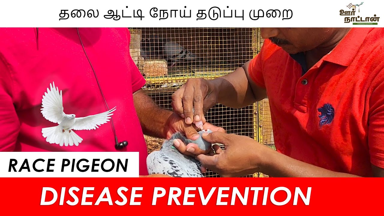 Race Pigeon Head Twist Treetment |  தலை ஆட்டி நோய்க்கான மருத்துவம்  | Oor Naattan