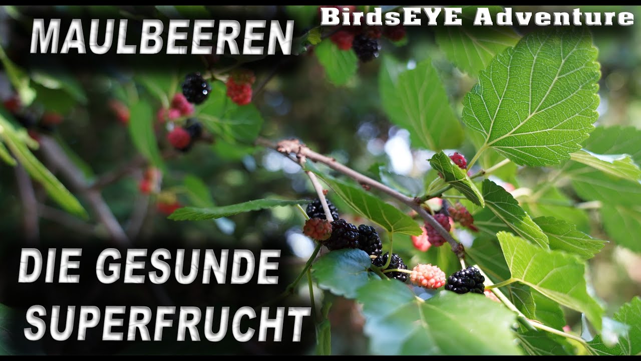 Maulbeere die unbekannte aber sehr gesunde Superfrucht!