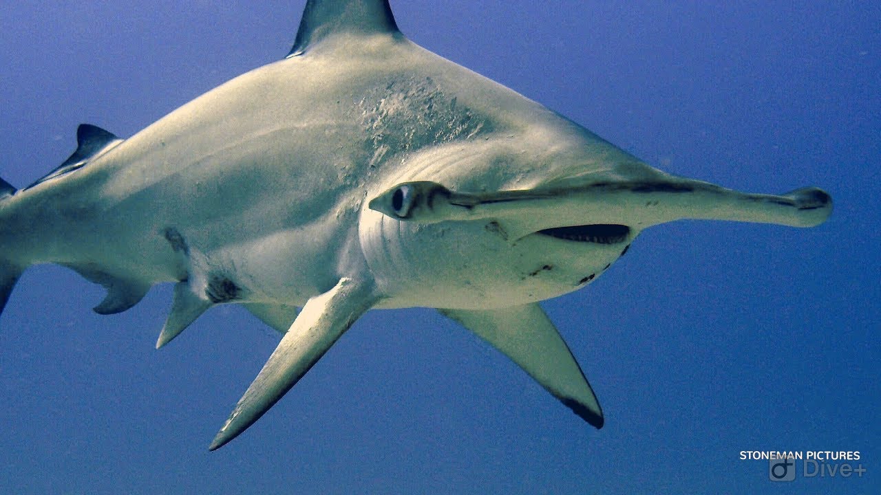 Cocos Island
