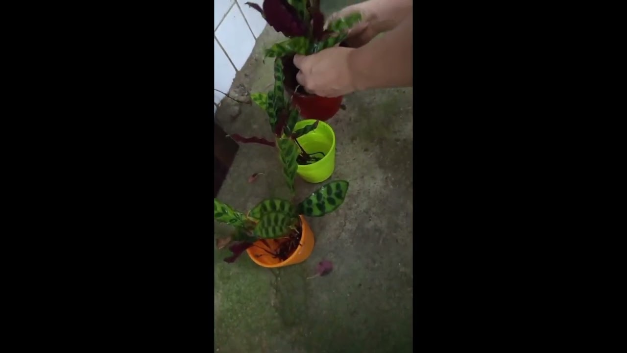 SALVANDO una Calathea Ornata / hojas amarillas y sustrato con cochinilla.