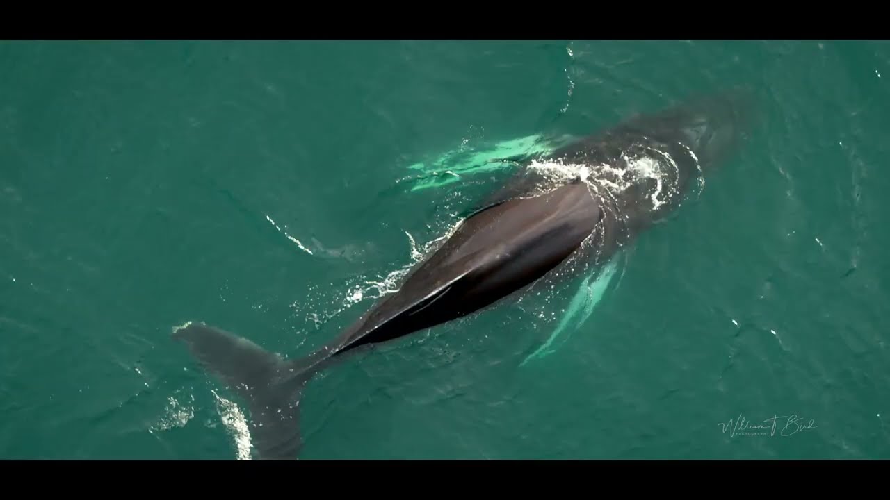 Humpback whale in Loch Ainort, Skye