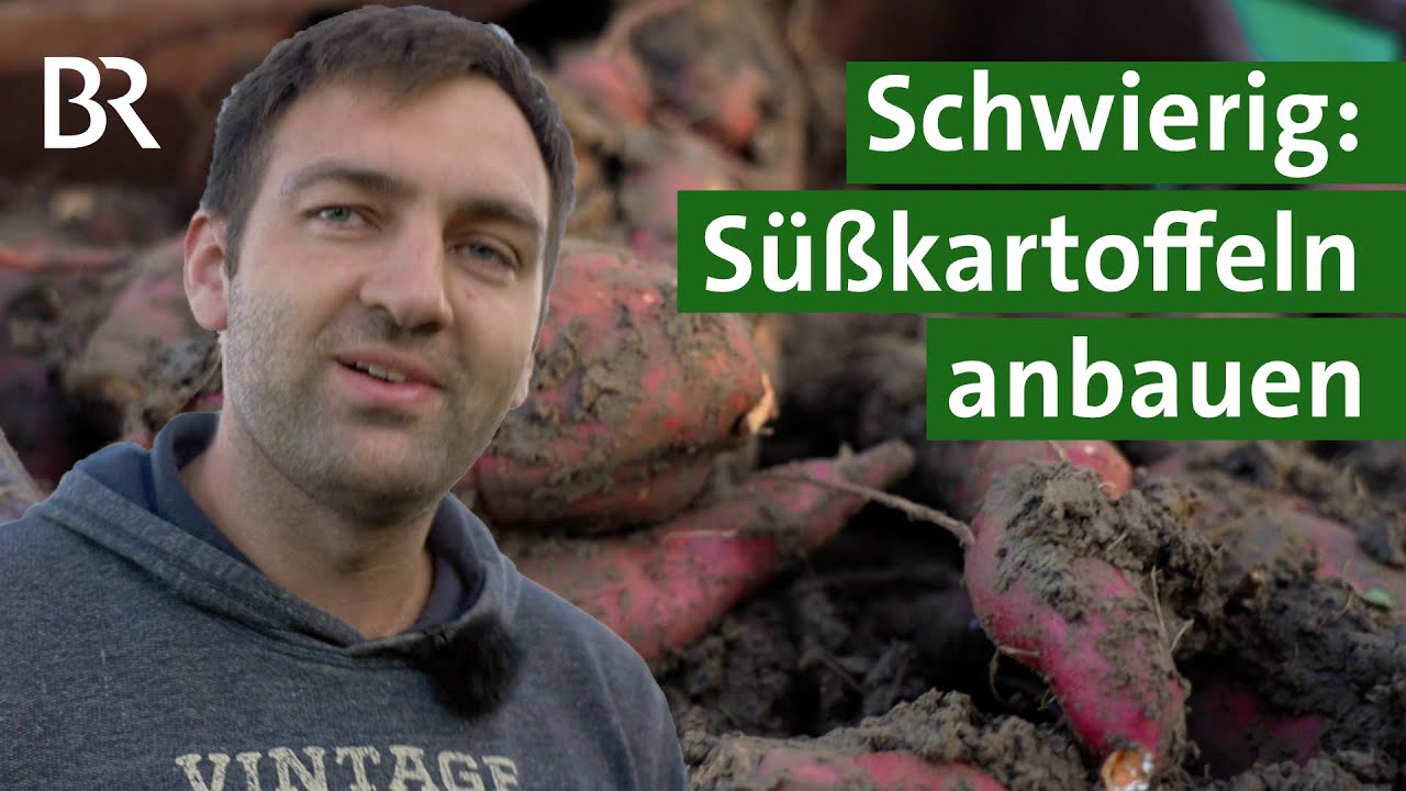 Süßkartoffeln anbauen in Deutschland: Klappt das? | Unser Land | BR