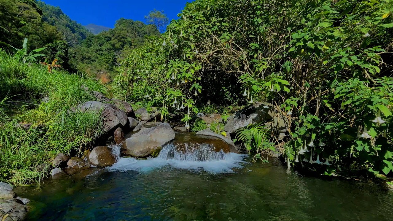 Tranquil Mountain Stream | Relaxing River Flow, Quiet Forest Sounds