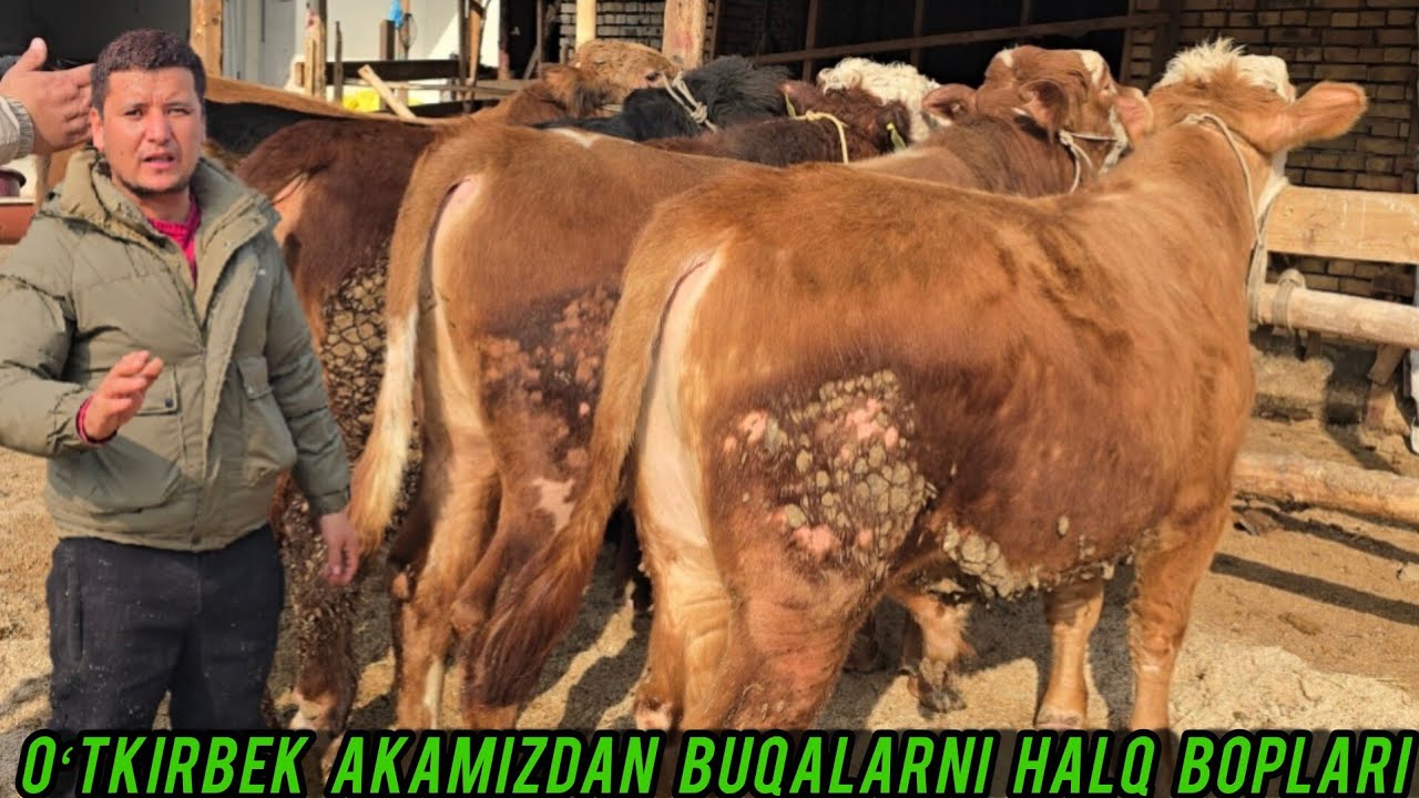 OʻTKIRBEK AKA YANA TRENTA BUQALARNI ZOʻRLARI ARZON NARHLARDA 🔥✅️