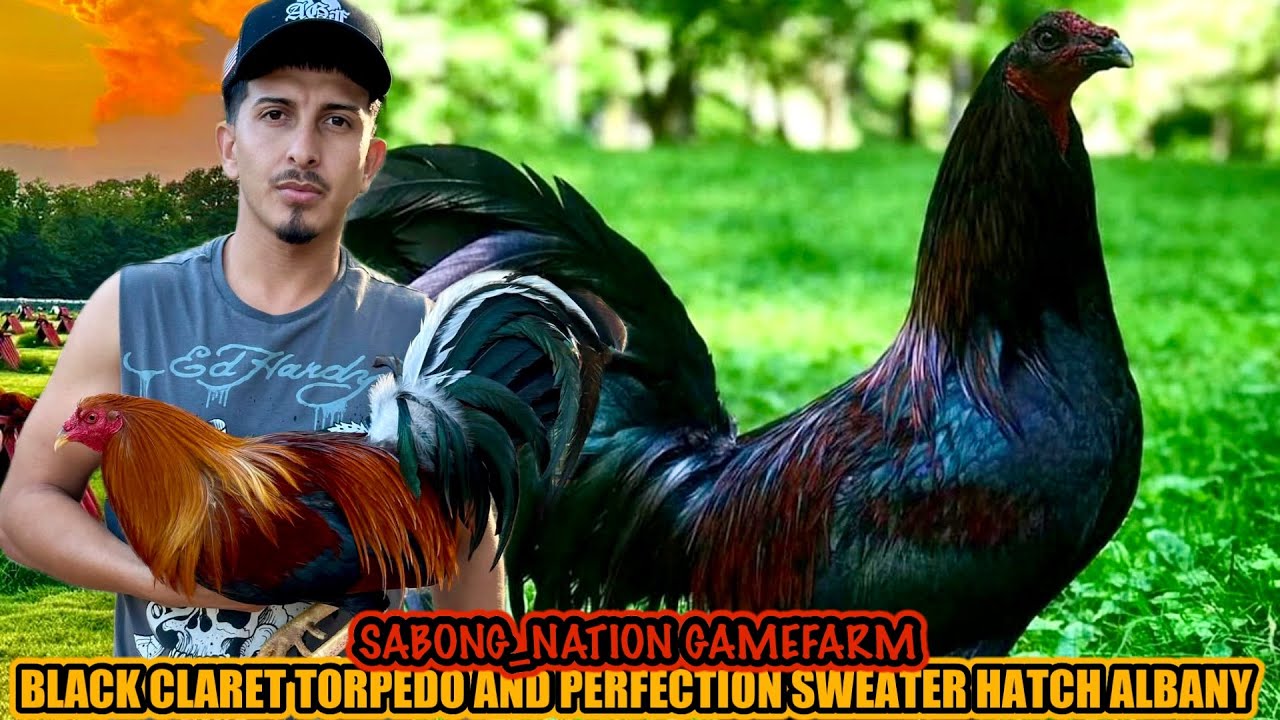 Black Claret Torpedo And Perfection Sweater Hatch Albany ~ SABONG_NATION GAMEFARM