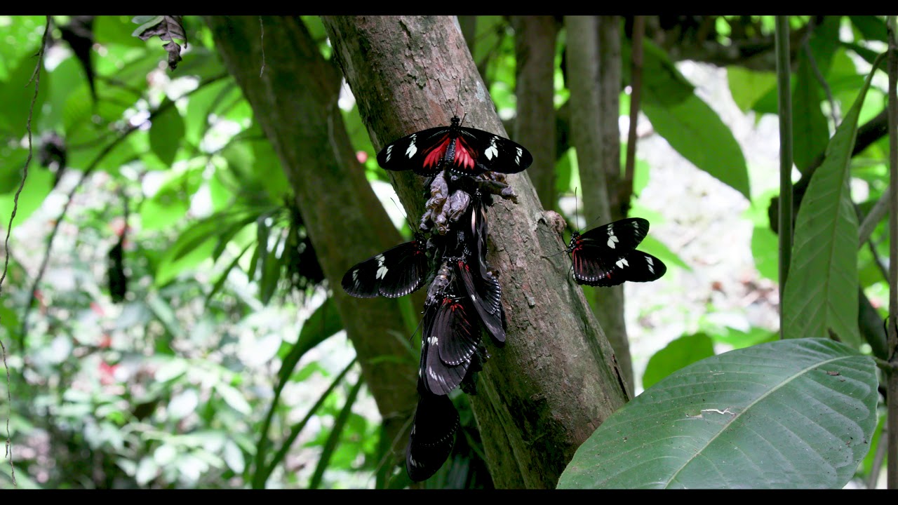 Heliconius doris -  Mass Emergence