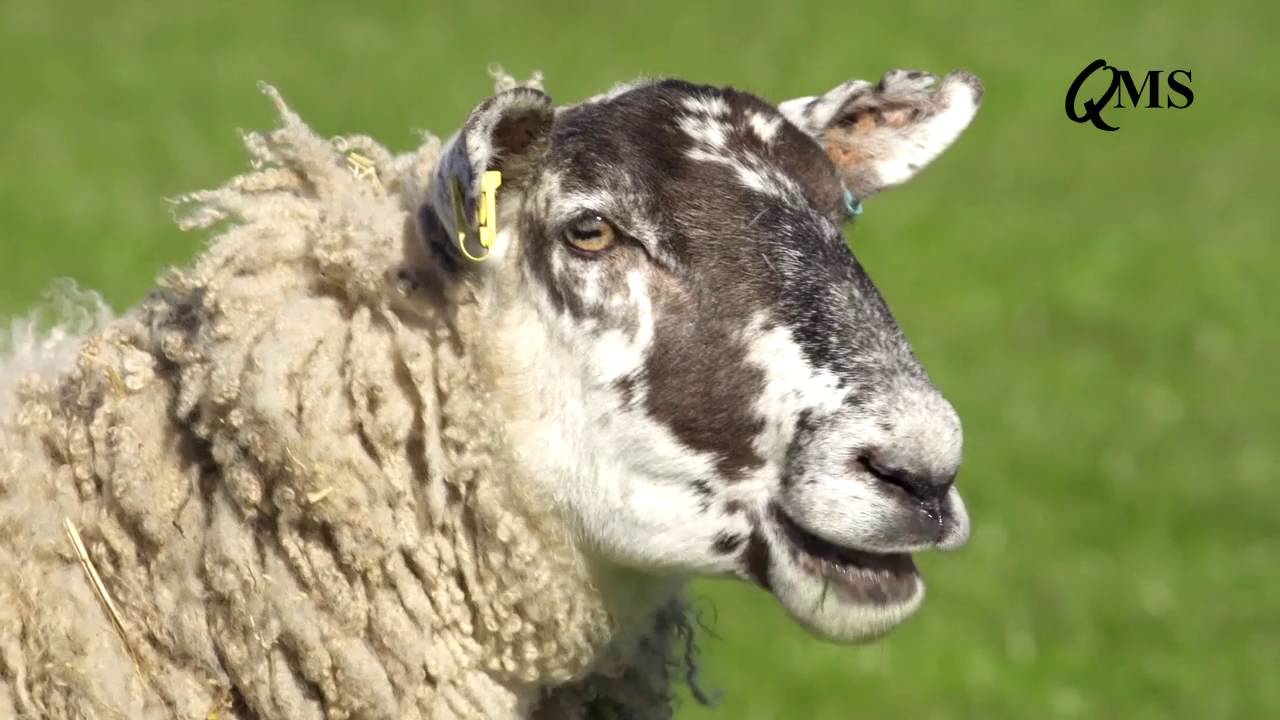 NSA Scot Sheep 2016 Preview