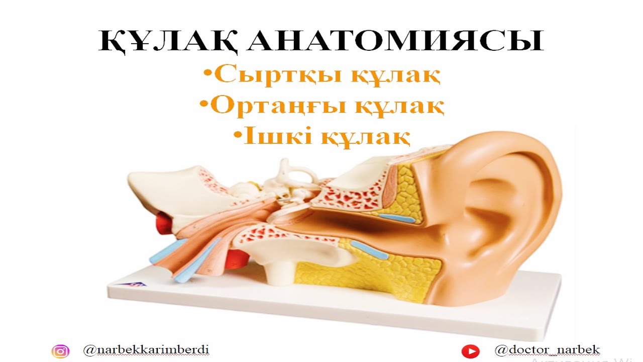 ҚҰЛАҚ АНАТОМИЯСЫ | ЕСТУ АҒЗАЛАРЫНЫҢ АНАТОМИЯСЫ