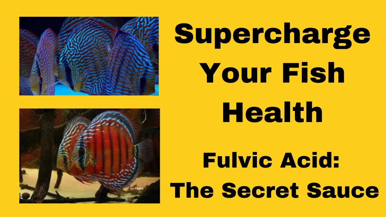 How to keep my Discus aquarium healthy and thriving - Fulvic acids and tannins!