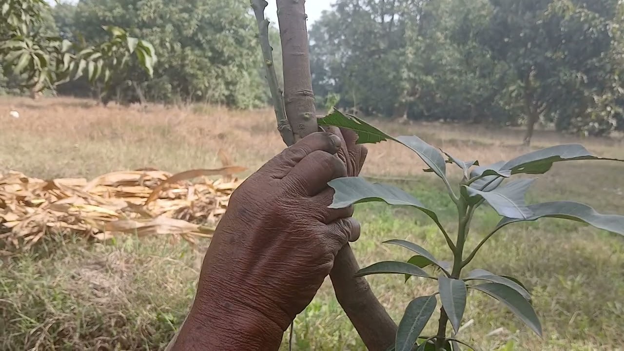 How to graft a mango plant using two common techniques