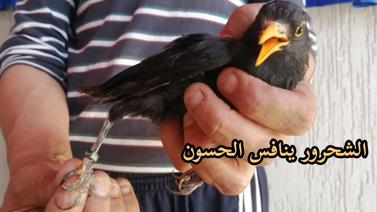 شريت شحرور بالخاتم من سوق القريعة غالي شوية و لكن ما كيسكتش