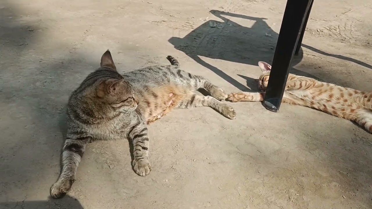 The cat always keeps her kitten with her. And keeps feeding it. #vlog#cat#viral#kitten