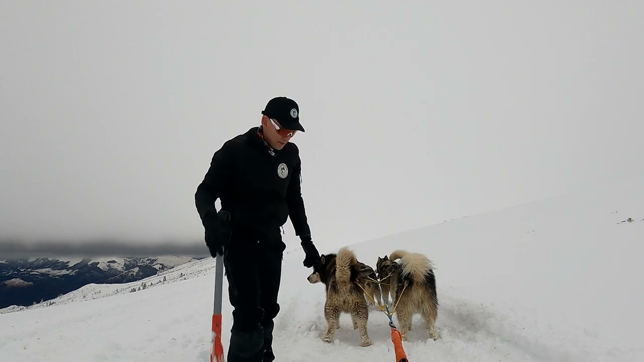 16ieme sortie traineau avec les 4 Malamutes, mais trop de neige et de mauvais temps
