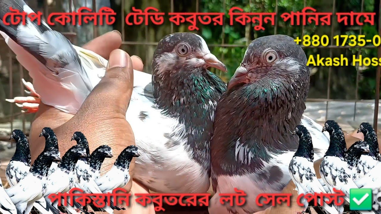 পাকিস্তানি কবুতর কিনুন পানির দামে। হাই কোলিটি টেডি কবুতর। #সেল পোস্ট #pigeonlaver#sellpost 