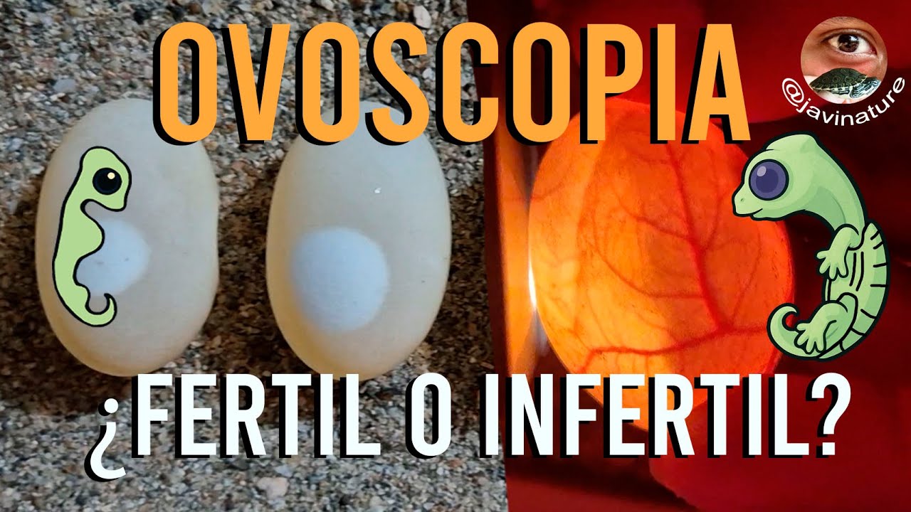 ¿Cómo saber si el huevo es Fértil o infértil? Ovoscopia a huevos de tortuga | JAVINATURE