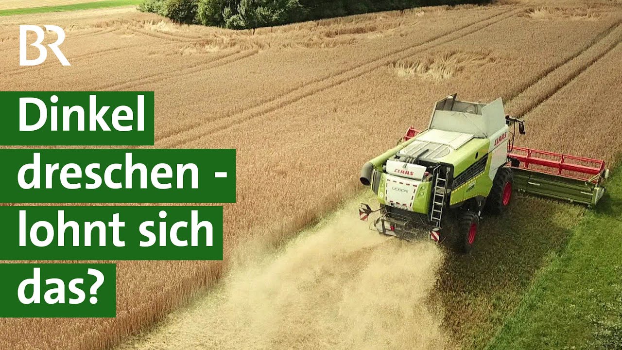 Regionale Lebensmittel: Landwirt erntet Dinkel und vermarktet Dinkelmehl an Bäcker | Unser Land | BR