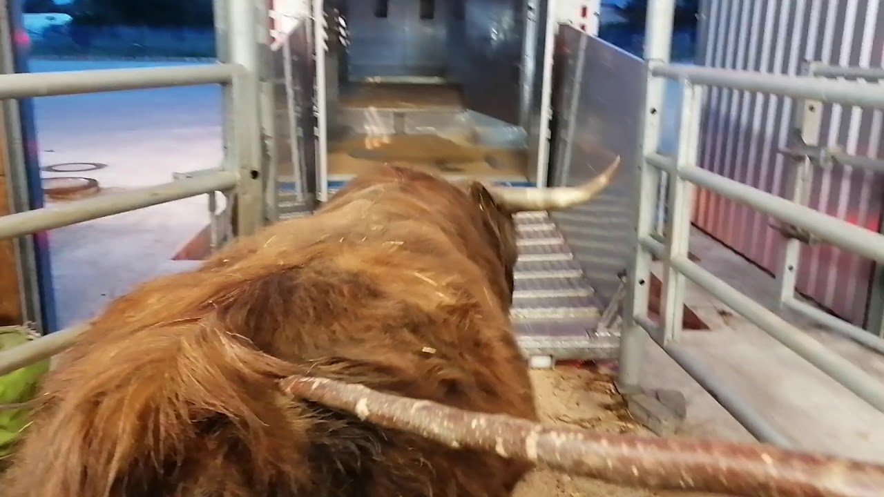 Hichland Bullen geladen 🐂🐂🤠