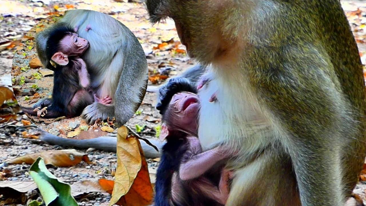 Amina baby monkey very hungry milk and mama Anna