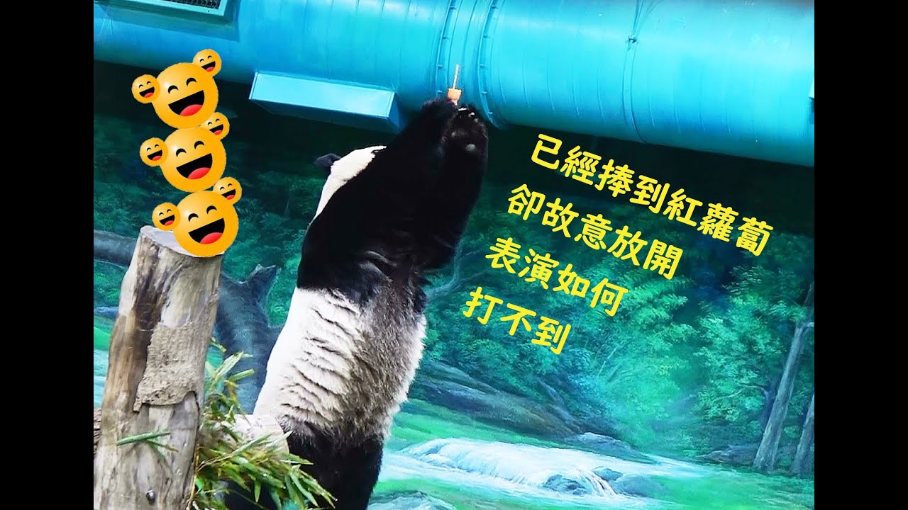 寵粉的圓仔表演如何打不到紅蘿蔔把大家逗得哈哈笑20260120