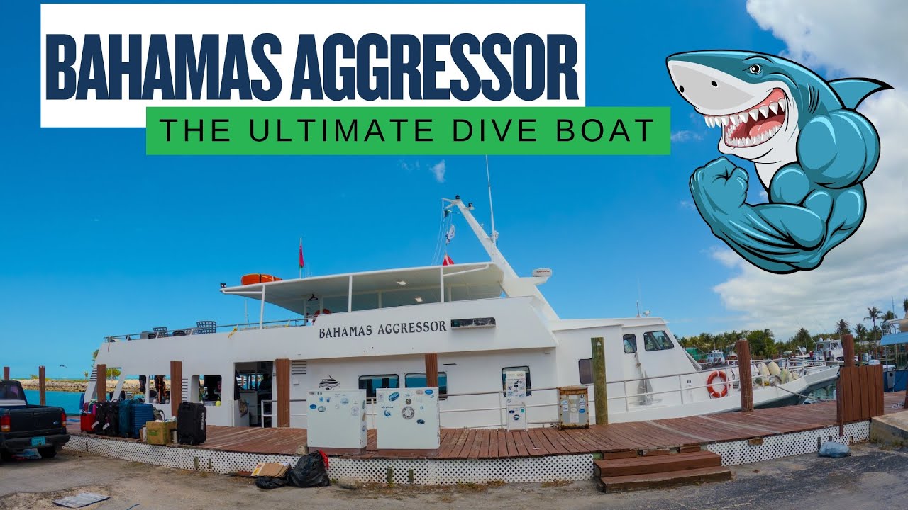 The Best Way to Dive Tiger Beach - Bahamas Aggressor Liveaboard