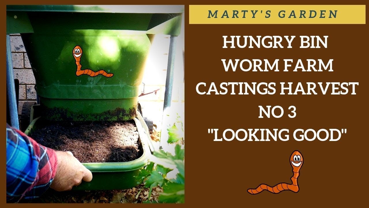 My Next Super WORM FARM HUNGRY Bin Castings Harvest WAY COOL!
