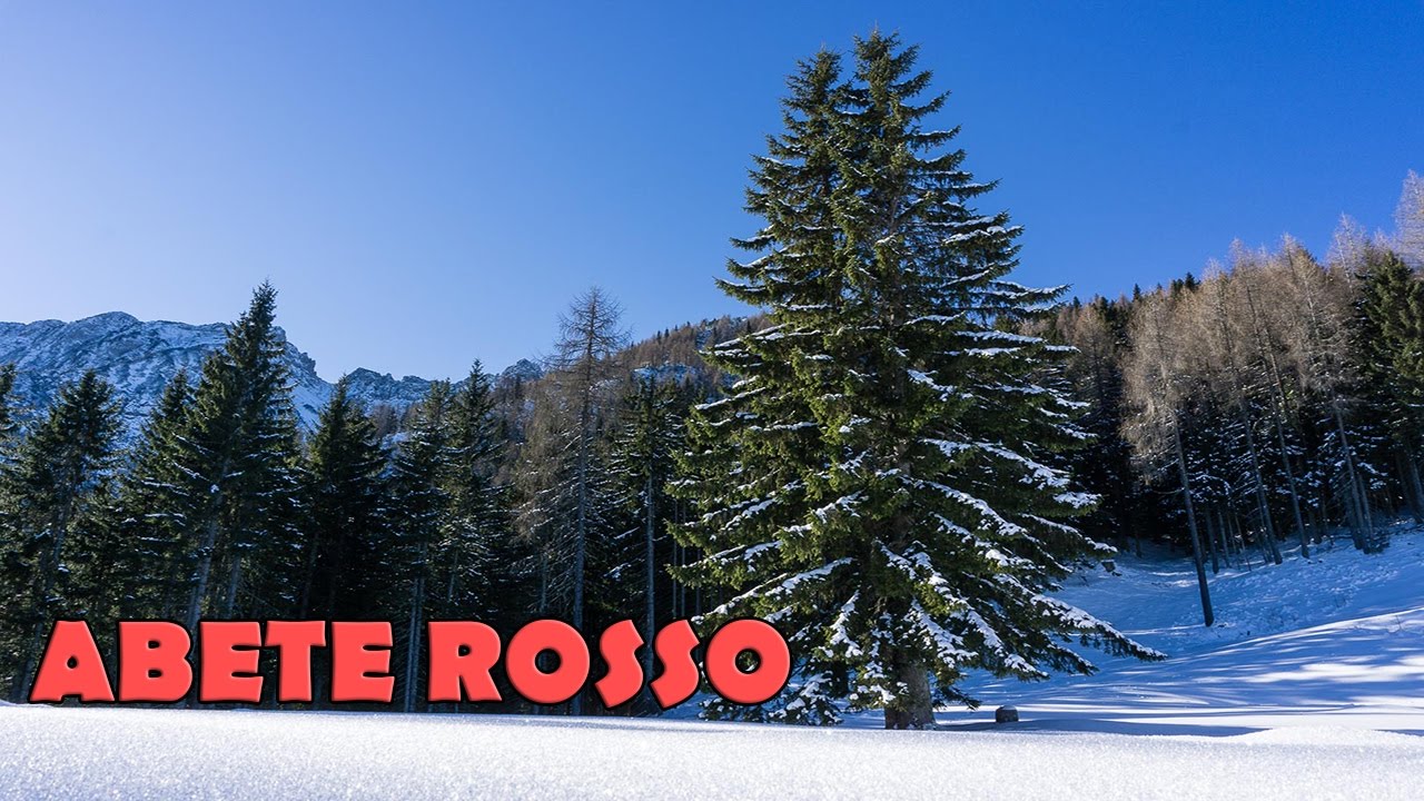 L' ABETE ROSSO - specie vegetali utili per la sopravivenza (ep.2) 🌳🌿🌱