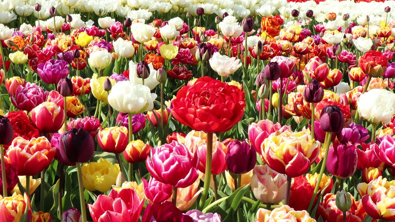 Beautiful multicolored Tulips in Spring