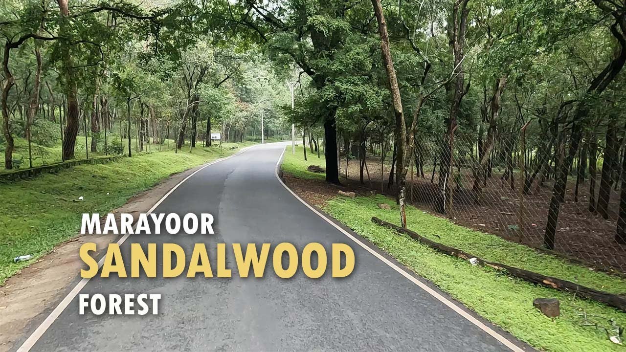 Marayoor Sandalwood Forest | Chinnar Wildlife Sanctuary | Munnar | Kerala