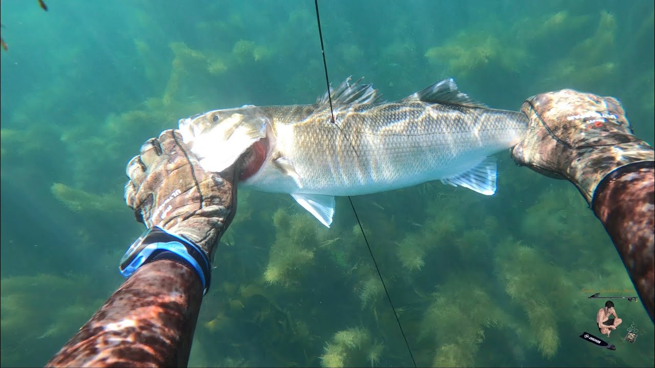 Spearfishing Uk - New area Lyme bay