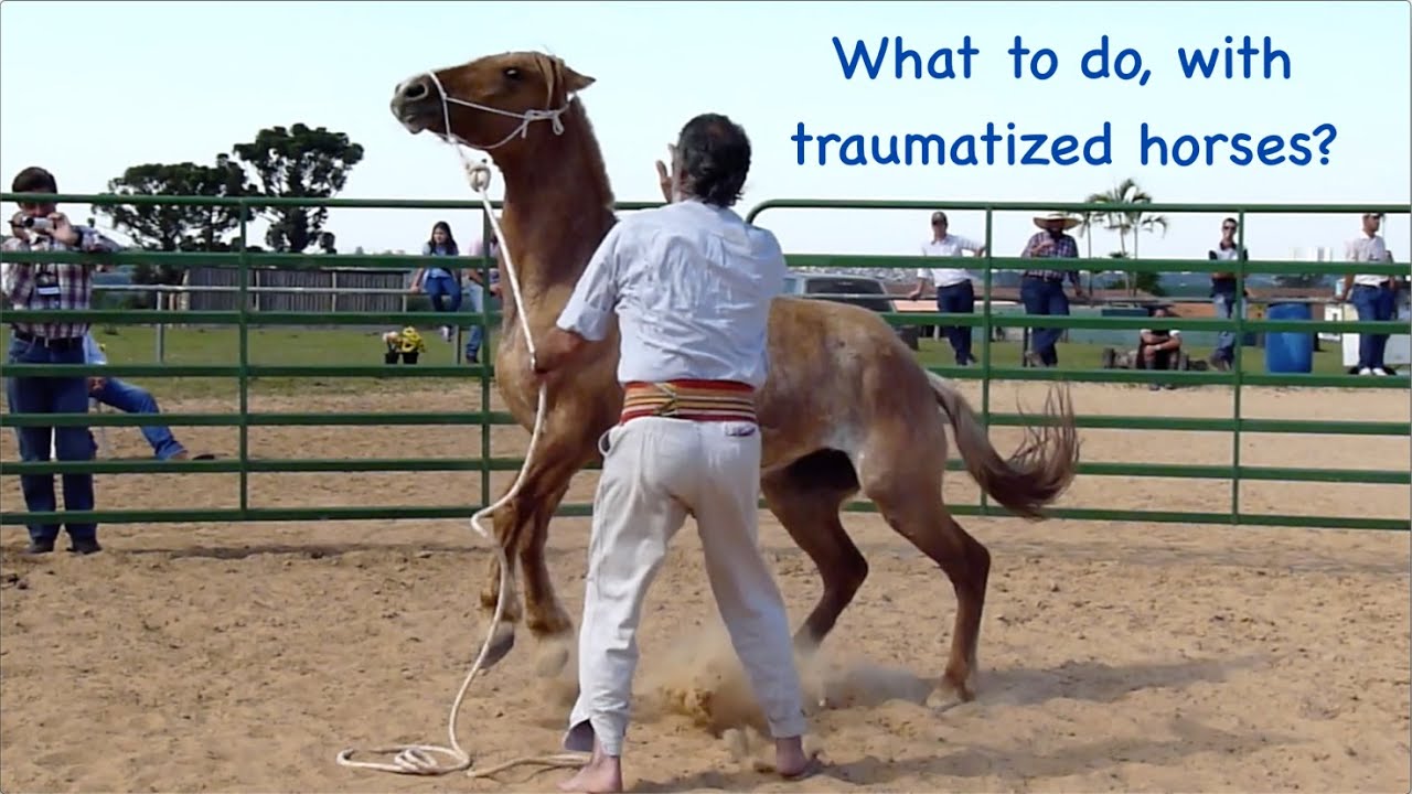 What to do with traumatized horses? - Doma India Scarpati - Scarpati Horsemanship