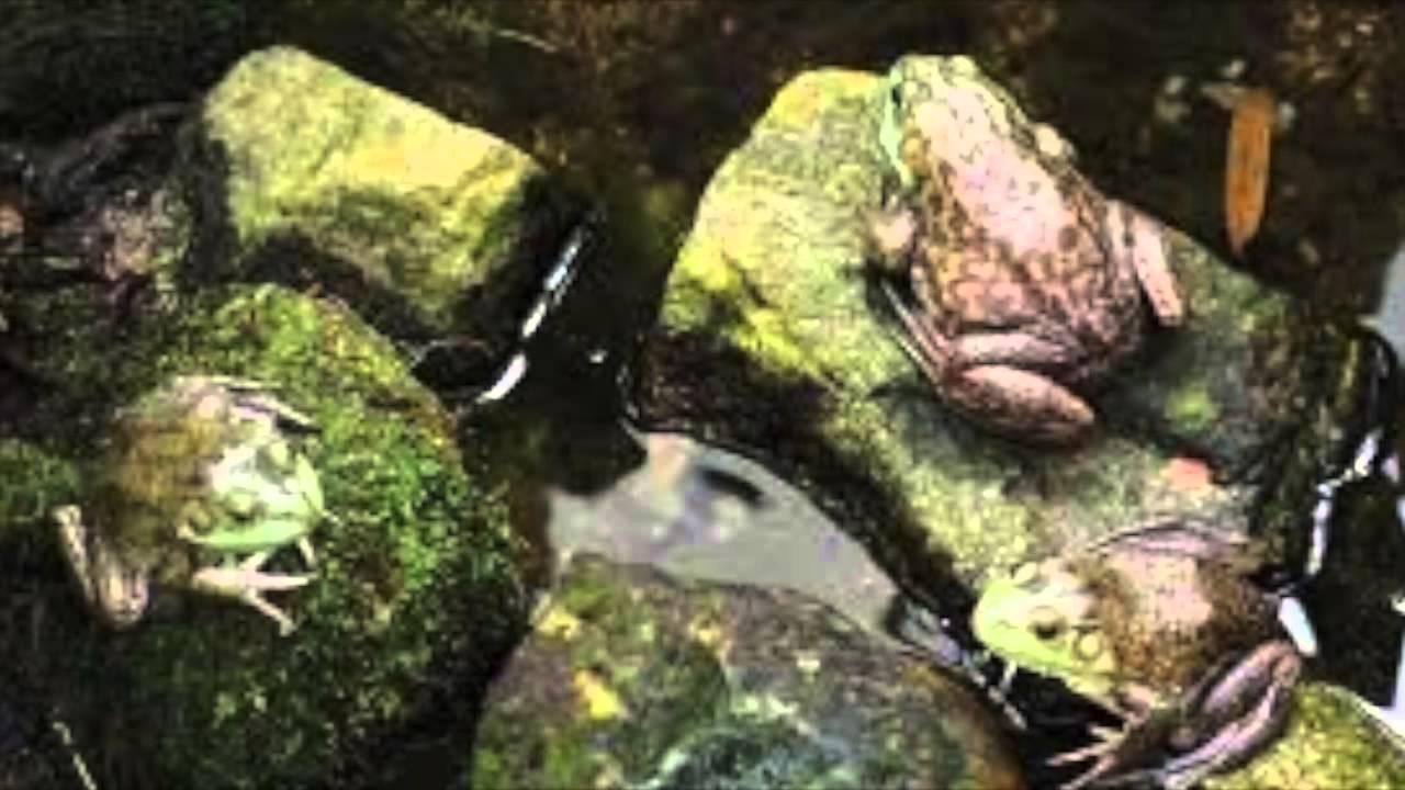 The Importance of Frogs