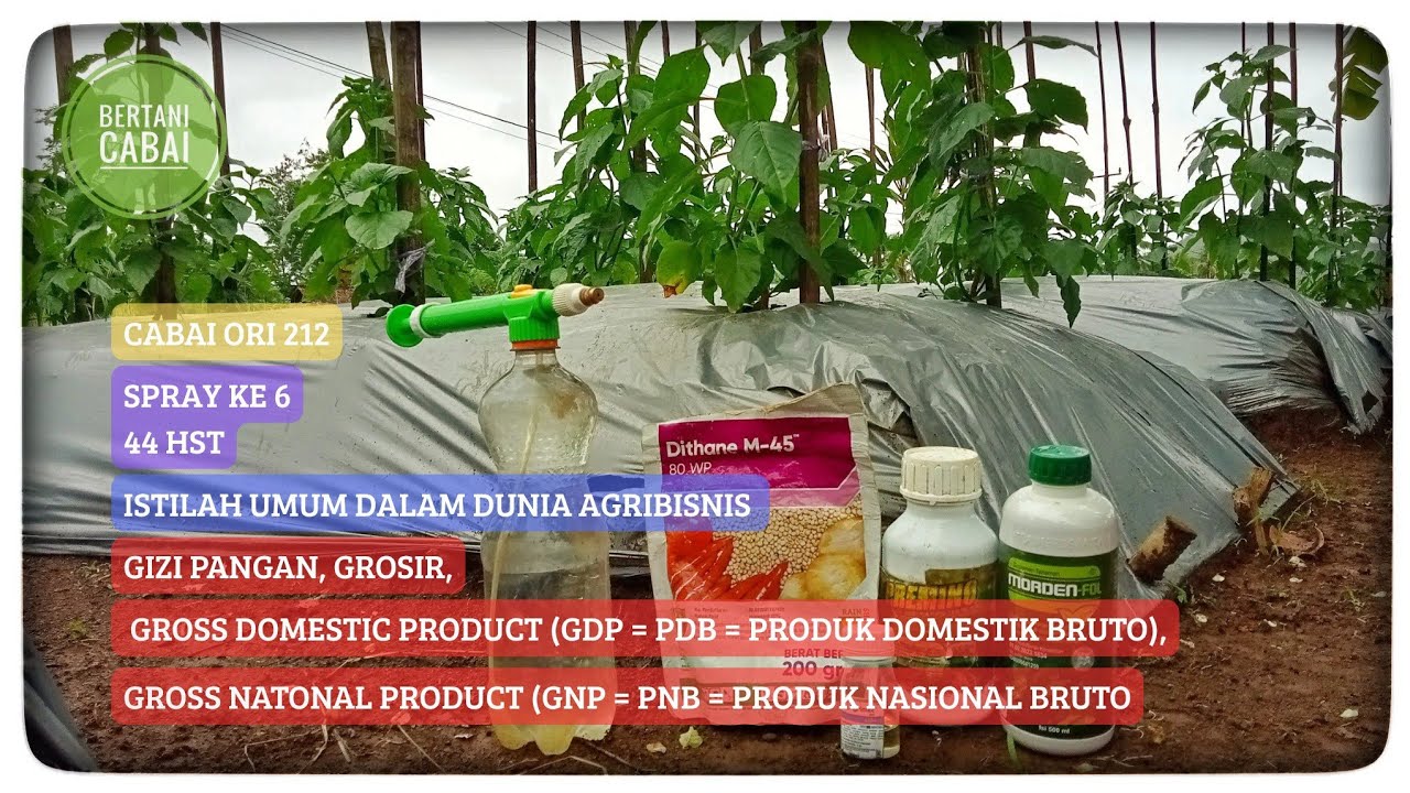 BERTANI CABAI ORI 212 PART II |44 HST| SPRAY KE 6