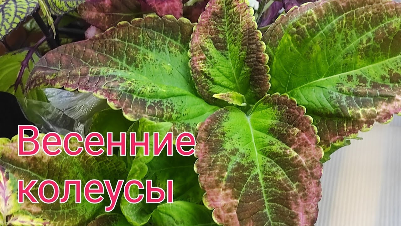 Пришла весна, мои колеусы в марте.