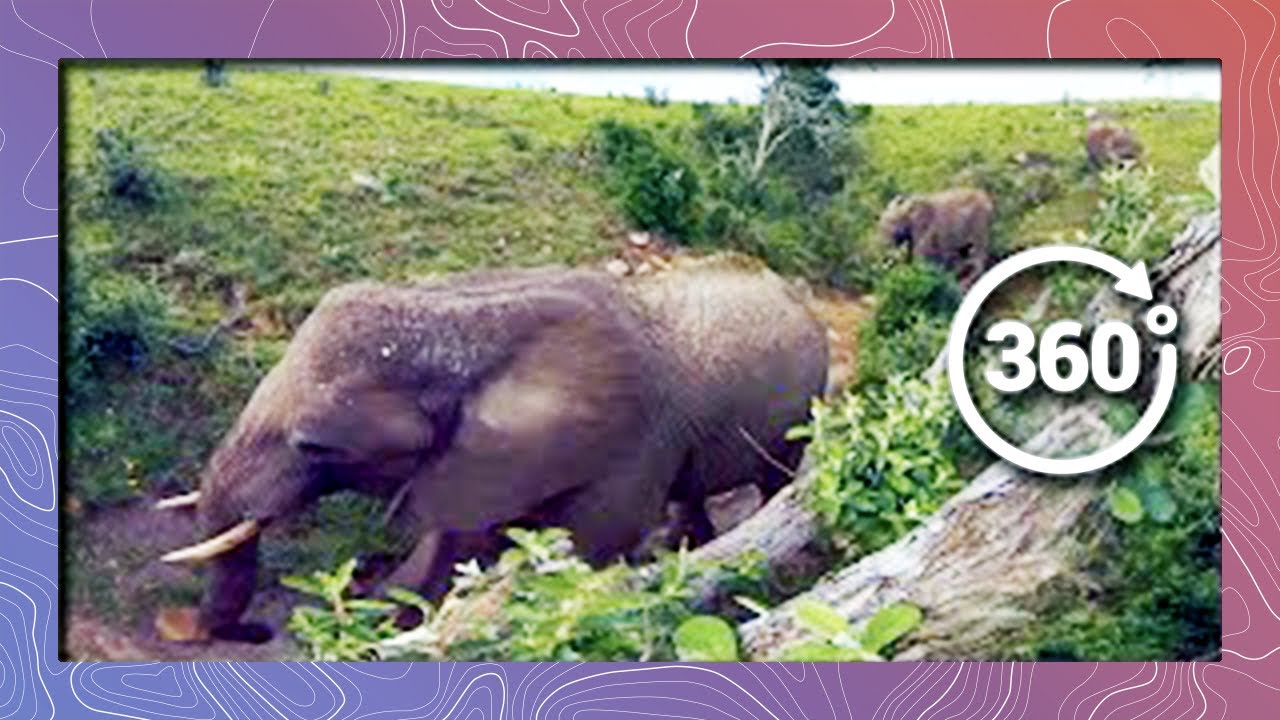 Elephants in 360 4K - Bird's Eye View (Wildlife and Nature 2018)