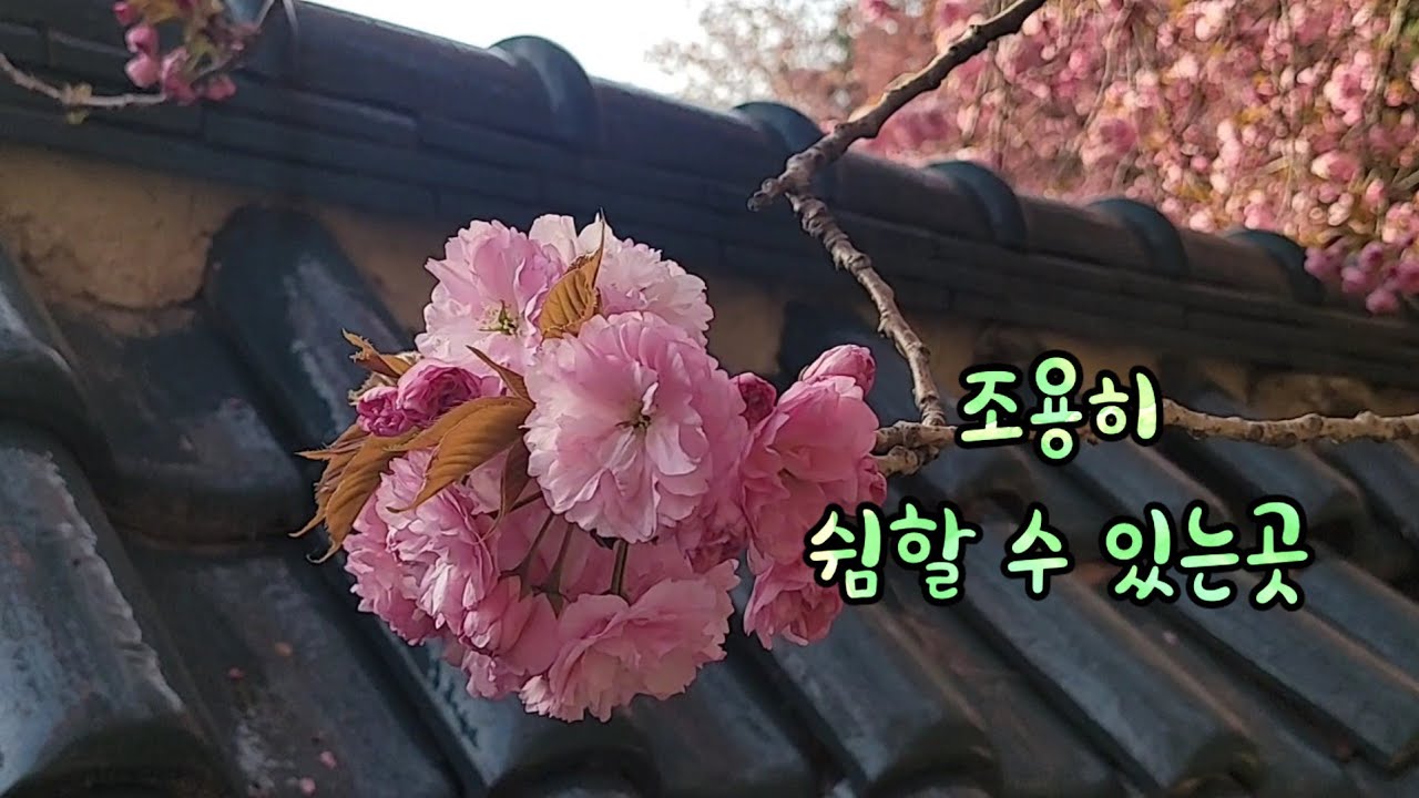 조용한 사찰 나들이 머리 비우기 좋은곳 #대전개심사 #식장산 #왕벚꽃