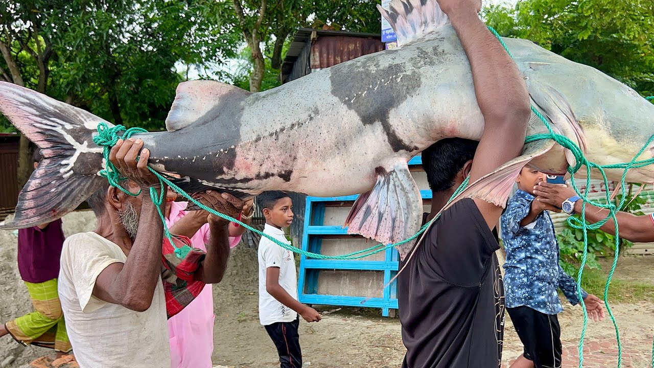 Padma River’s 50kg Giant Baghair!! ৫০ কেজি ওজনের পদ্মা নদীর বিলুপ্ত প্রায় বাঘাইড় মাছ!!